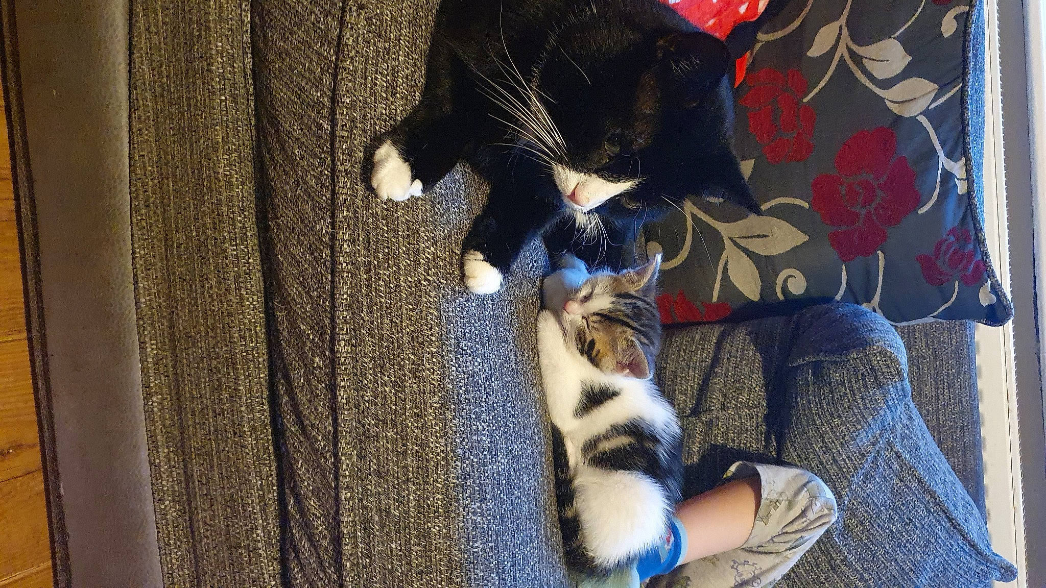 Toby joined the competition — help win amazing prizes! canidae, carnivore, cat, comfort, companion_dog, dog_breed, domestic_short_haired_cat, electric_blue, felidae, foot, fur, human_leg, lap, small_to_medium_sized_cats, sporting_group, tail, thigh, tree, whiskers, wood