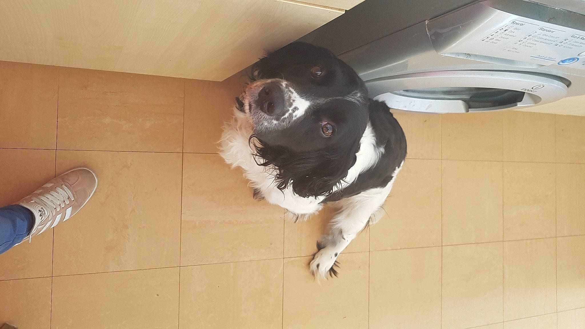 Spike joined the competition — help win amazing prizes! canidae, carnivore, companion_dog, computer_keyboard, dog, dog_breed, fawn, floor, flooring, fur, hardwood, input_device, office_supplies, paw, snout, sporting_group, tail, vehicle_door, whiskers, working_animal