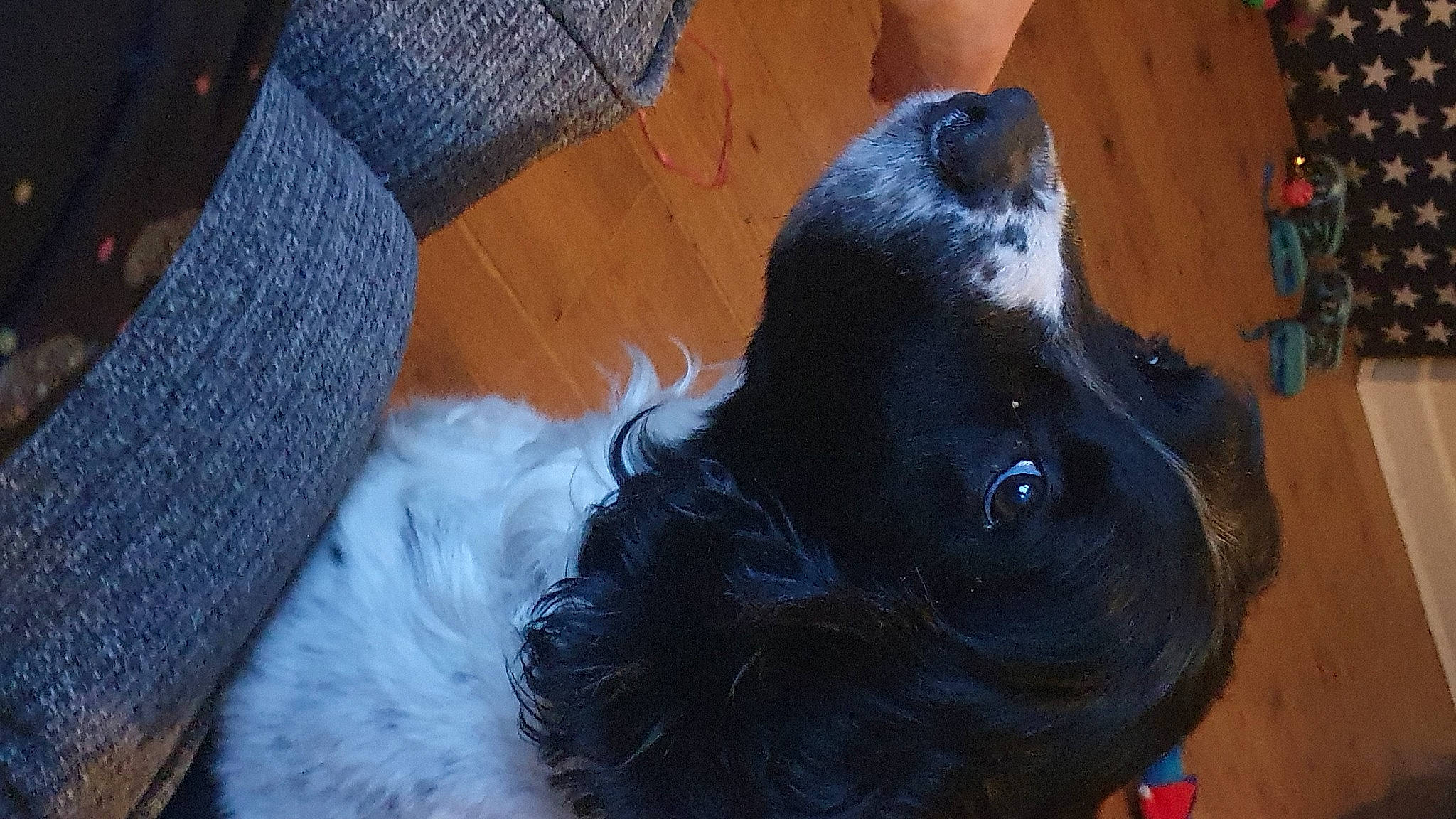 Spike is registered to the contest to win money with this photo: borador, canidae, carnivore, cocker_spaniel, companion_dog, dog, dog_breed, dog_collar, dog_supply, electric_blue, fawn, fur, gesture, guard_dog, liver, pet_supply, retriever, spaniel, whiskers, working_animal