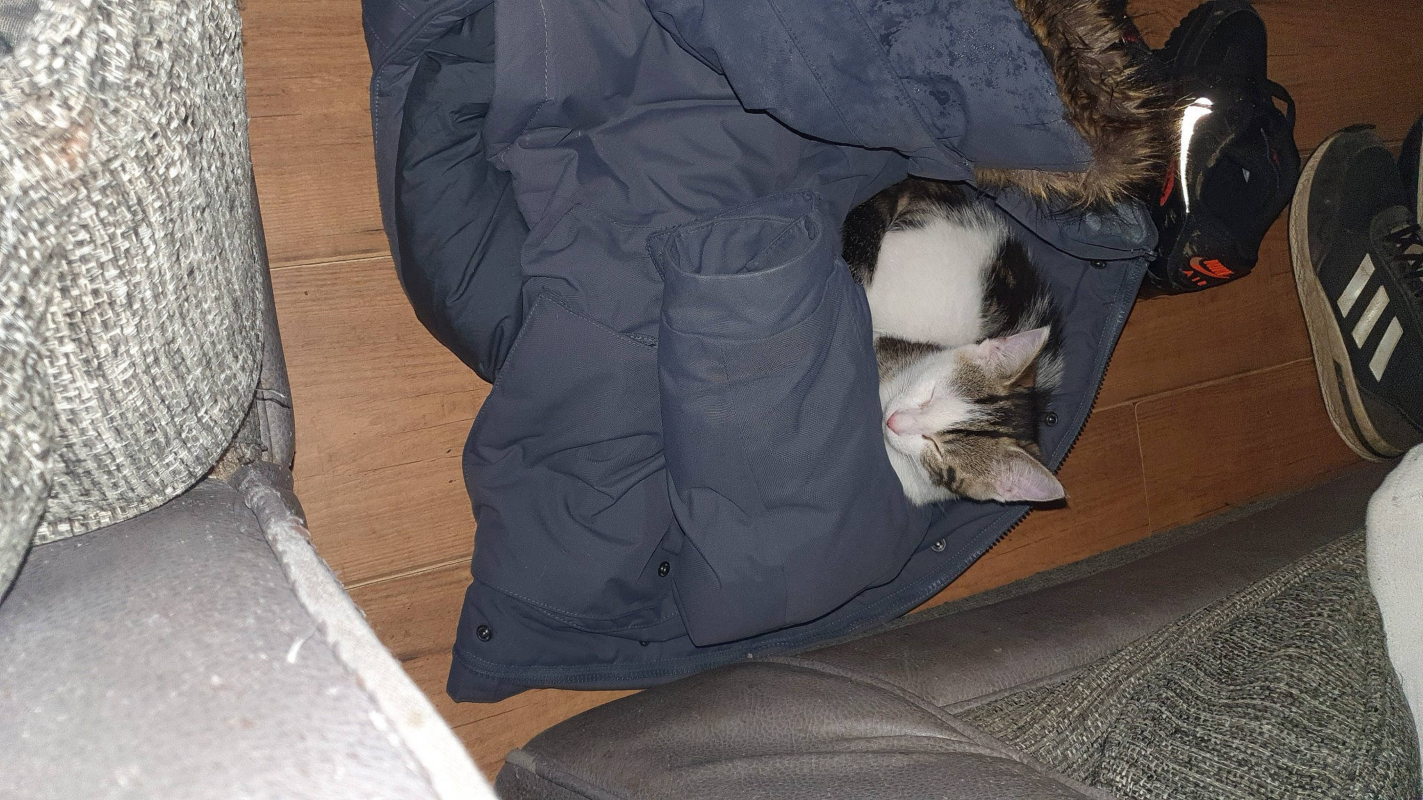 Gizmo is registered to the contest to win money with this photo: auto_part, automotive_exterior, automotive_tire, bag, baggage, carnivore, cat, comfort, couch, fawn, felidae, fur, grey, human_leg, leg, luggage_and_bags, small_to_medium_sized_cats, snout, tail, whiskers