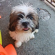 Babu is registered to the contest to win money with this photo: puppy, dog, fluffy, white_fur, brown_fur, tongue_out, pet, animal, outdoor, concrete, playground_toy, railing, cute, young_dog, small_dog, fur, looking_up, standing, close_up, blurred