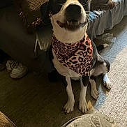 Luna joined the competition — help win amazing prizes! dog, bandana, leopard_print, sitting, carpet, couch, pillow, indoor, pet, smiling, black_and_white, fur, animal, happy, home, cozy, cute, companion, domestic, friendly