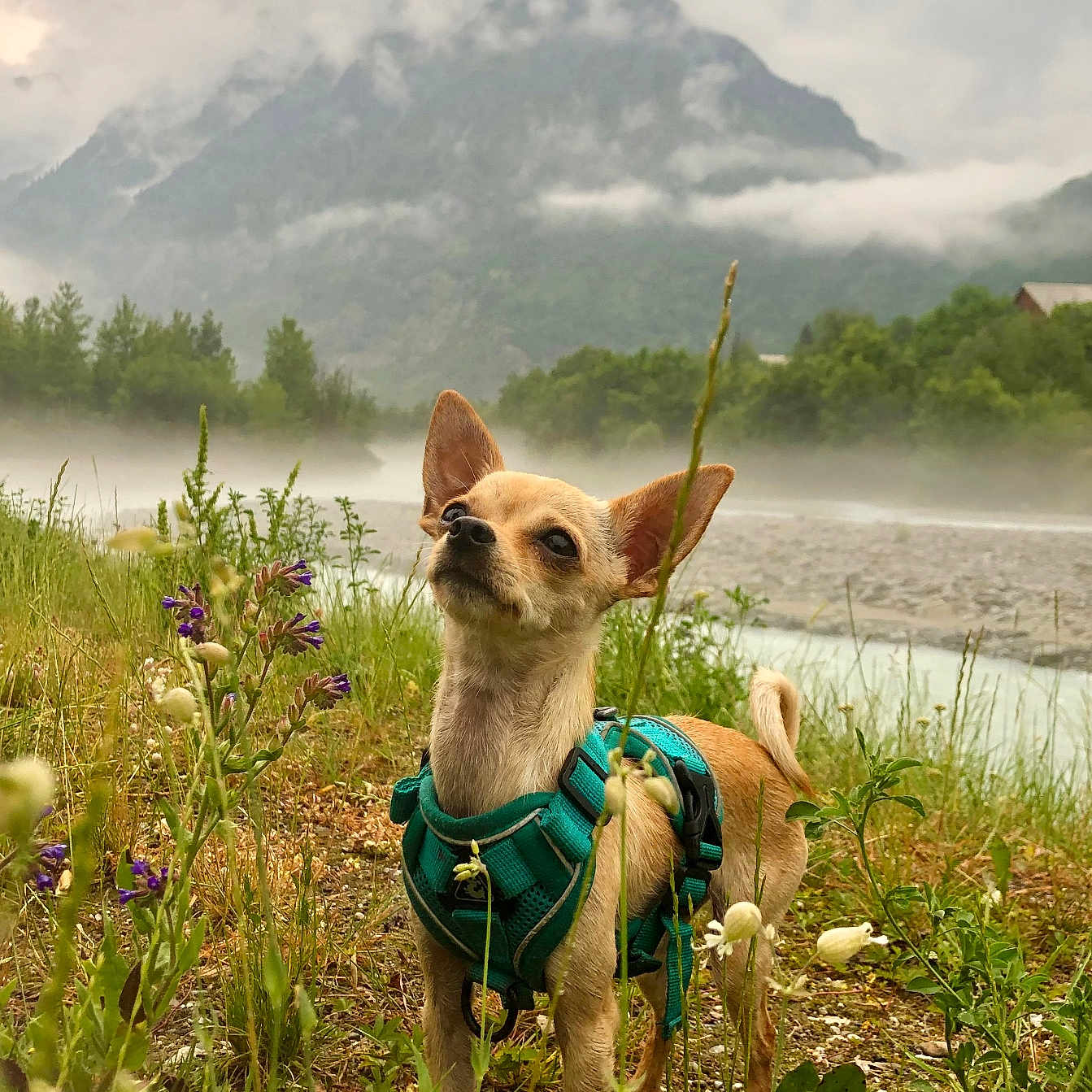 Ventoline participe au concours pour gagner de l'argent avec cette photo : animal, architecture, building, canine, grass, green, herbal, herbs, land, landscape, nature, outdoors, plant, rainforest, rock, shelter, summer, tree, vegetation, wilderness