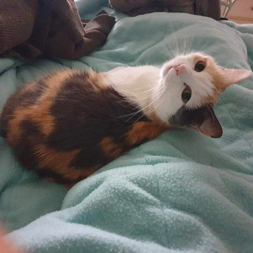Pearl participe au concours pour gagner de l'argent avec cette photo : abyssinian, animal, bed, bedroom, blanket, cat, furniture, indoors, kitten, manx, person, pet, quilt, room, sleeping