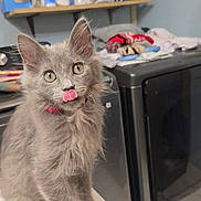 Jax joined the competition — help win amazing prizes! cat, kitten, gray_fur, pink_collar, licking, pet, indoor, laundry_room, washing_machine, dryer, towels, shelves, household_items, fur, cute, animal, domestic, young_cat, curious, whiskers