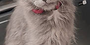 Jax is registered to the contest to win money with this photo: kitten, cat, gray, fluffy, fur, pet, animal, collar, cute, domestic, young, whiskers, ears, eyes, indoor, curious, sitting, closeup, soft, adorable