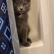 Jax is registered to the contest to win money with this photo: bathtub, blue_pattern, cat, curious, cute, domestic_animal, ears, feline, fur, gray_fur, indoor, kitten, looking, pet, portrait, shower_curtain, sitting, small, whiskers, young_cat