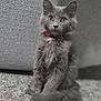 Jax is registered to the contest to win money with this photo: animal, carpet, collar, couch, curious, cute, domestic_animal, face, feline, fluffy, fur, gray_cat, indoor, kitten, pet, portrait, sitting, tail, whiskers, young_cat
