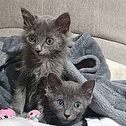 Opie is registered to the contest to win money with this photo: kitten, cat, gray_fur, pets, cute, blanket, furniture, cozy, indoor, couch, animal, fur, whiskers, ears, eyes, snuggling, resting, soft, young, domestic
