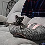 Opie is registered to the contest to win money with this photo: kitten, gray_cat, couch, leopard_print, pink, plaid_blanket, backpack, indoor, pet, feline, relaxed, furniture, cozy, animal, small_cat, living_room, cute, resting, soft_texture, domestic_animal
