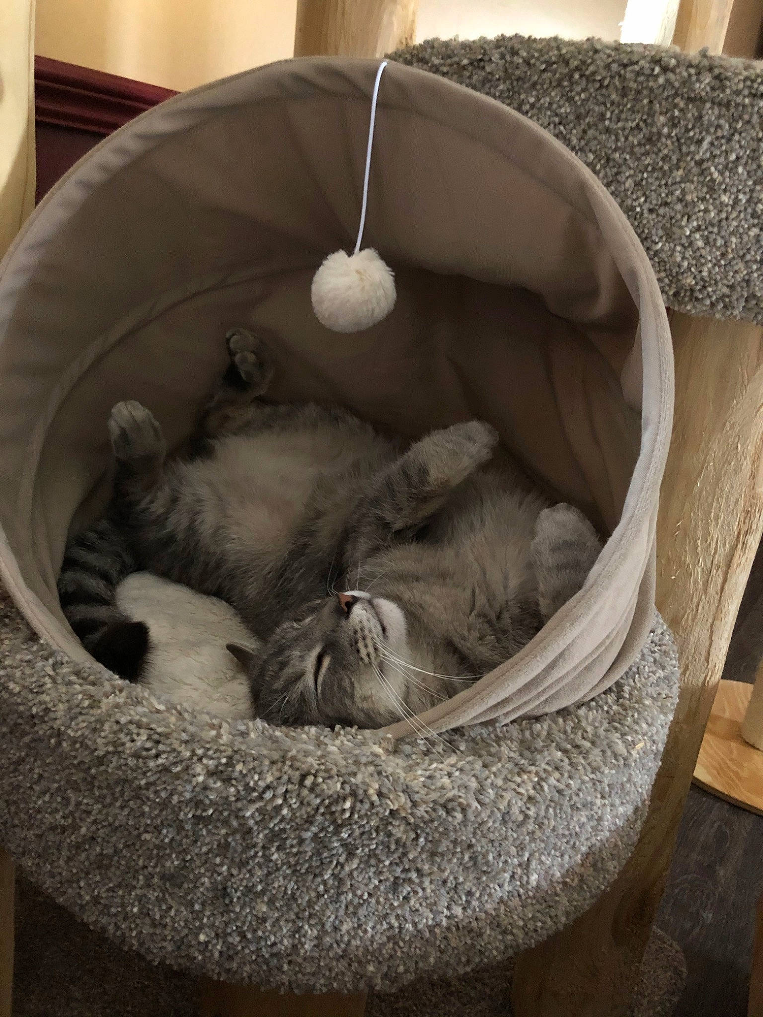Jace is registered to the contest to win money with this photo: british_shorthair, cat, cat_bed, felidae, kitten, pet_supply, product, russian_blue, small_to_medium_sized_cats