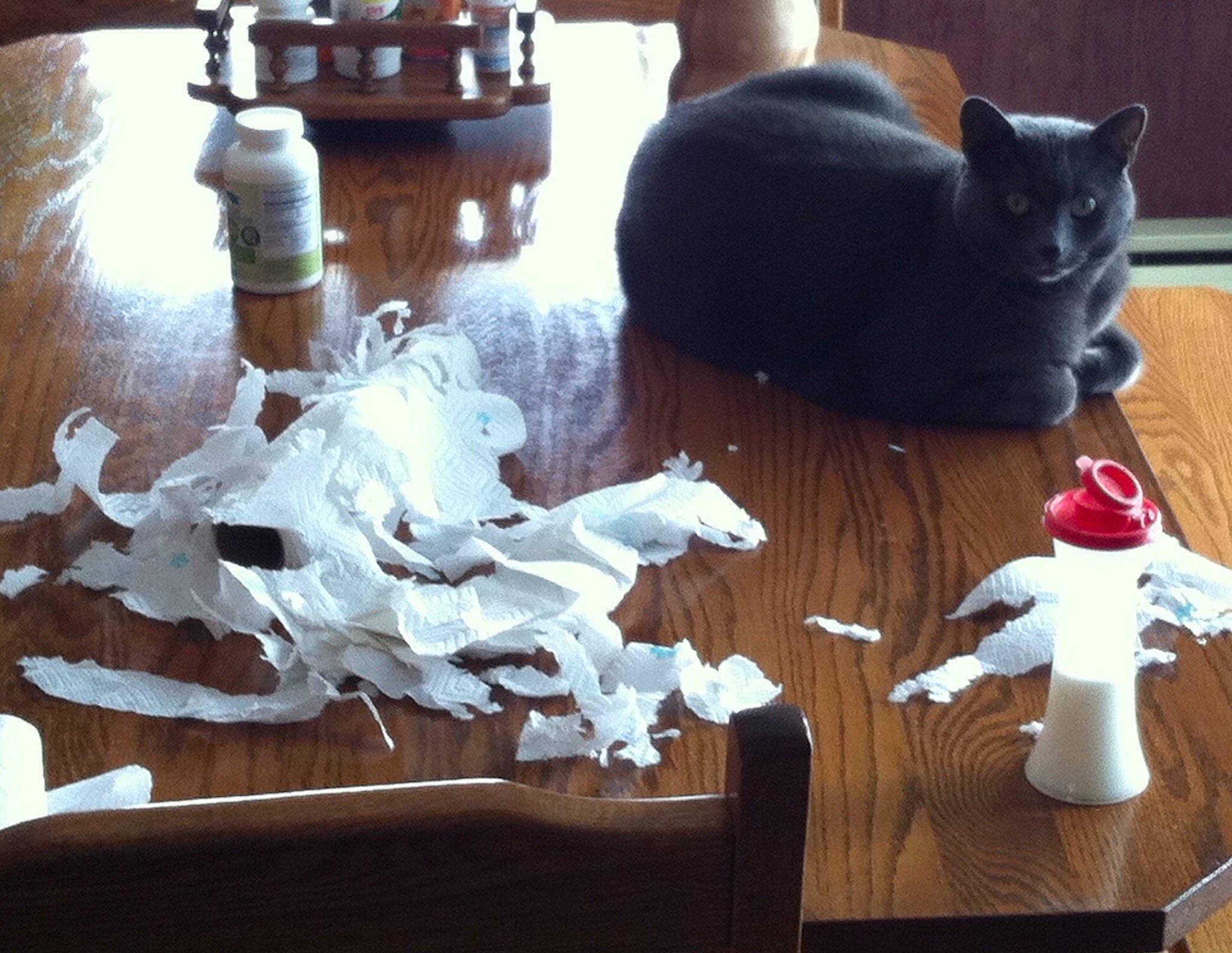 Rylee joined the competition — help win amazing prizes! cat, felidae, games, plastic_bottle, play, sculpture, small_to_medium_sized_cats, table, tail, toy, wood