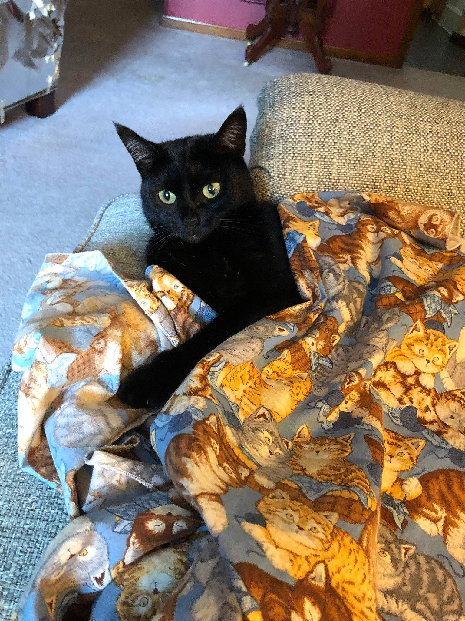 Dale Jr is registered to the contest to win money with this photo: asian, black_cat, bombay, carnivore, cat, domestic_short_haired_cat, felidae, german_rex, leaf, small_to_medium_sized_cats, tail, whiskers