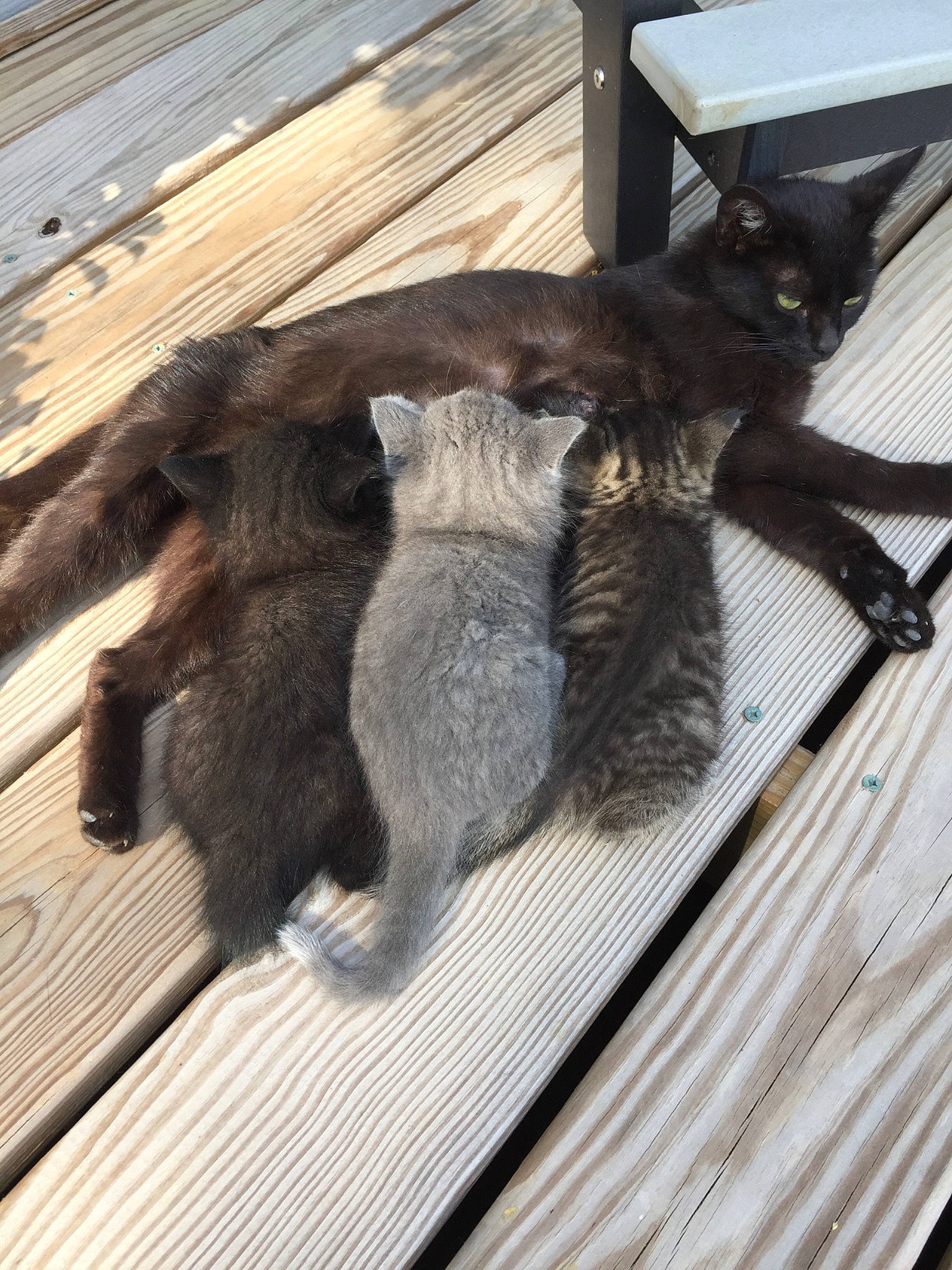 Lille And Her Babies is registered to the contest to win money with this photo: carnivore, cat, claw, felidae, fur, russian_blue, small_to_medium_sized_cats, tail, wood