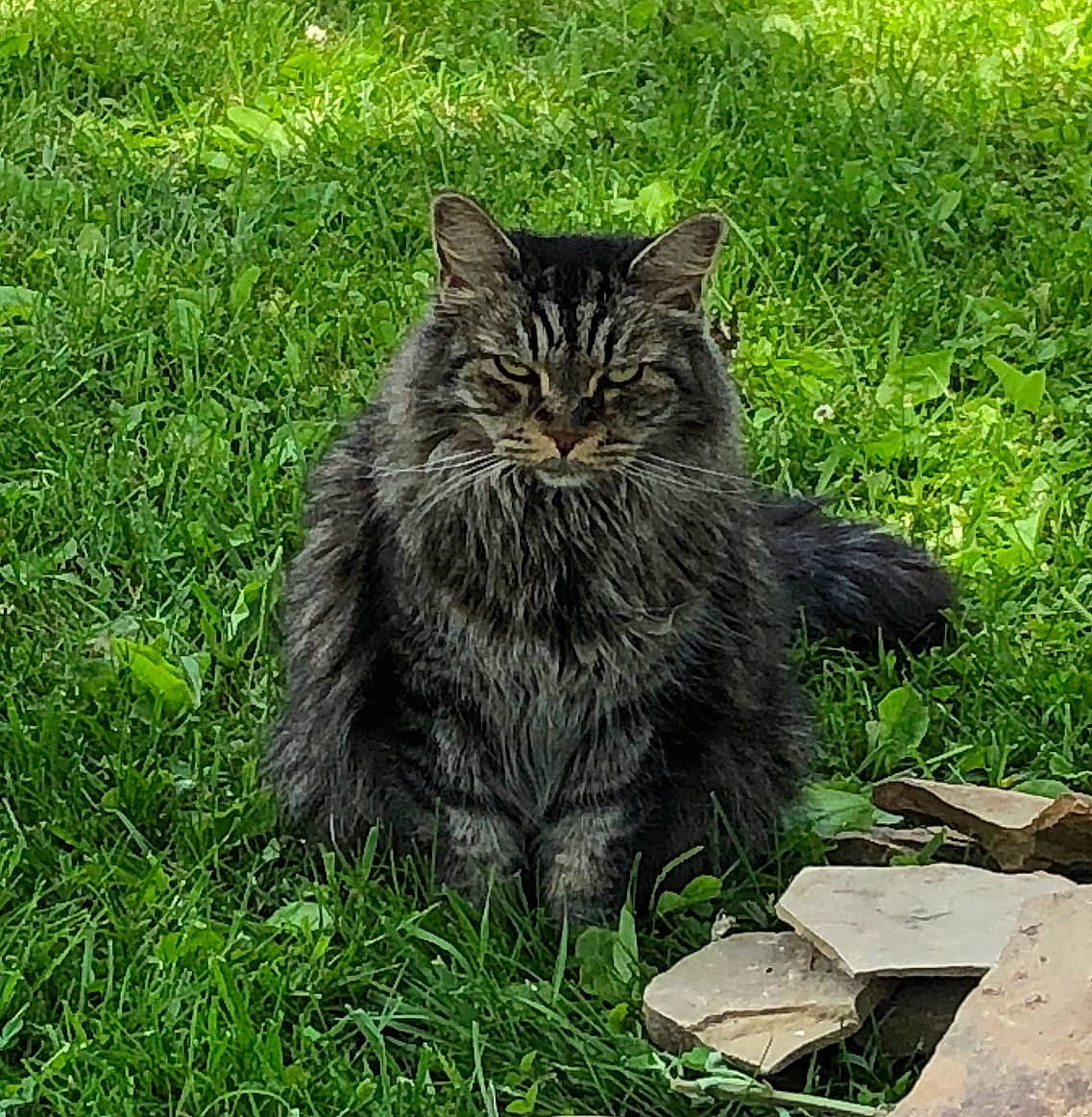 Summer joined the competition — help win amazing prizes! asian, asian_semi_longhair, black_cat, carnivore, cat, cymric, domestic_long_haired_cat, domestic_short_haired_cat, felidae, fur, grass, lawn, maine_coon, norwegian_forest_cat, plant, siberian, small_to_medium_sized_cats, tabby_cat, whiskers, wild_cat