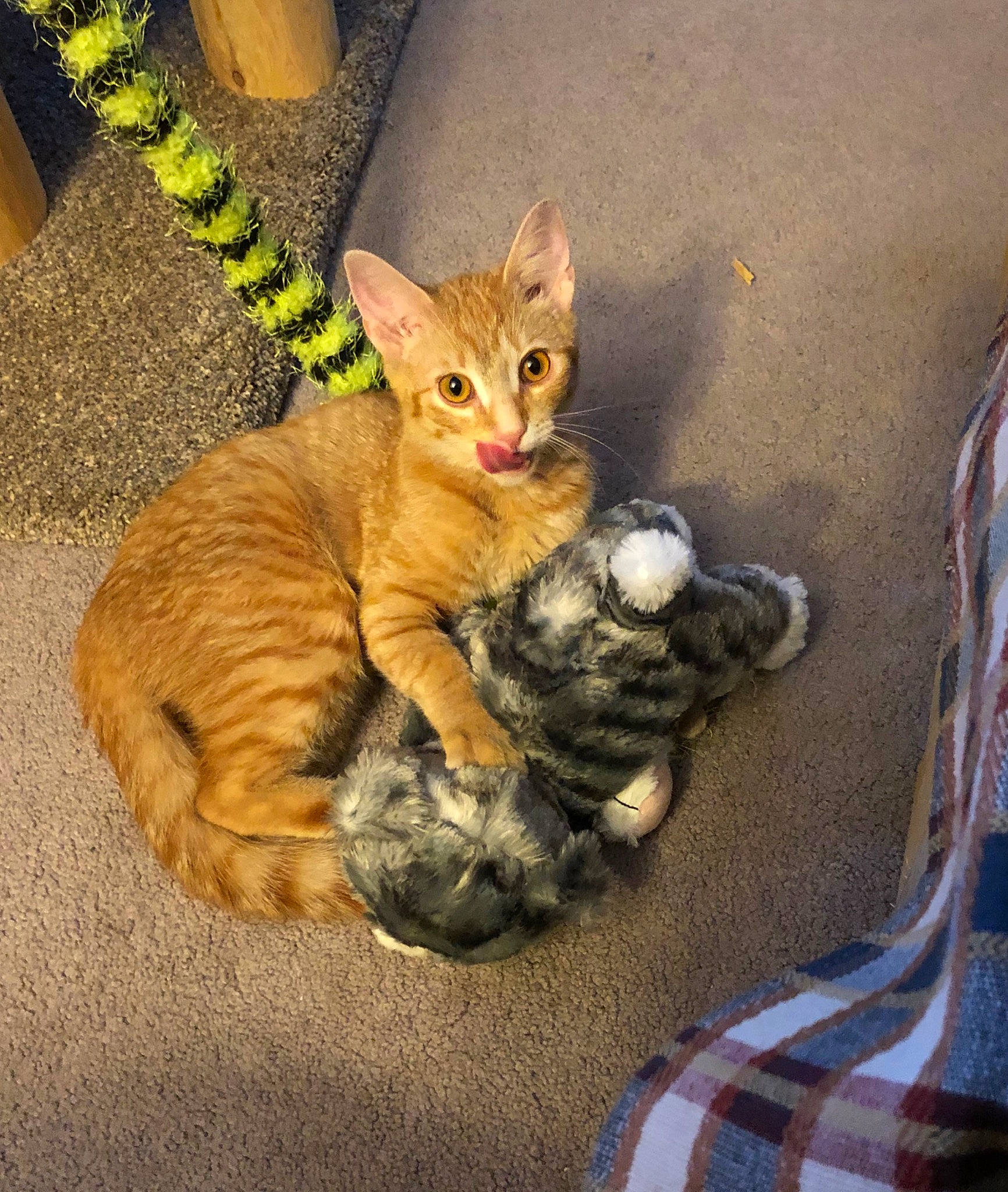 Kimber is registered to the contest to win money with this photo: arabian_mau, asian, carnivore, cat, domestic_short_haired_cat, dragon_li, egyptian_mau, european_shorthair, felidae, fur, german_rex, kitten, mammal, pixie_bob, polydactyl_cat, small_to_medium_sized_cats, tabby_cat, toyger, vertebrate, whiskers