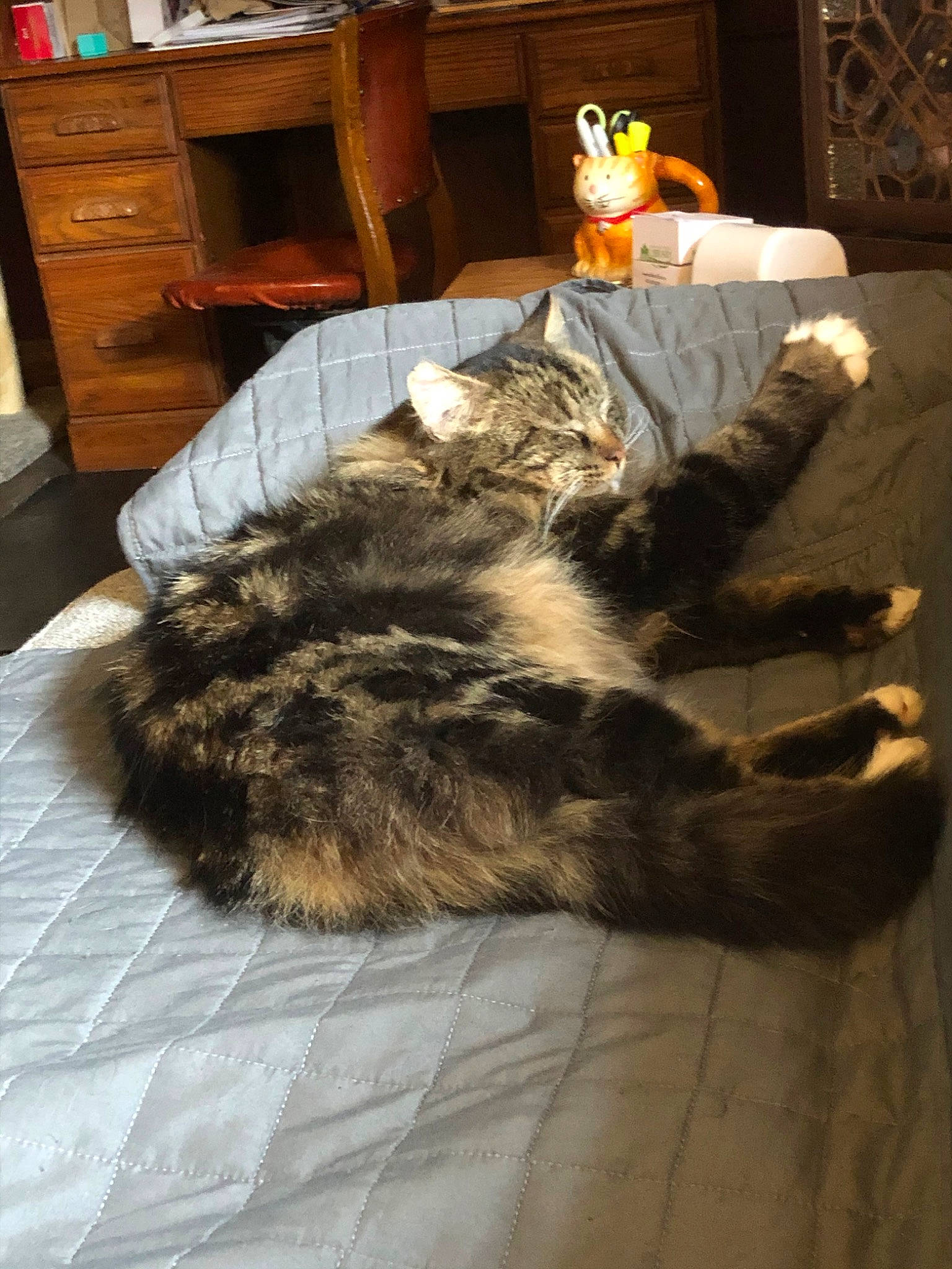 Winter is registered to the contest to win money with this photo: carnivore, cat, domestic_long_haired_cat, domestic_short_haired_cat, european_shorthair, felidae, floor, fur, furniture, norwegian_forest_cat, paw, room, small_to_medium_sized_cats, tail, whiskers