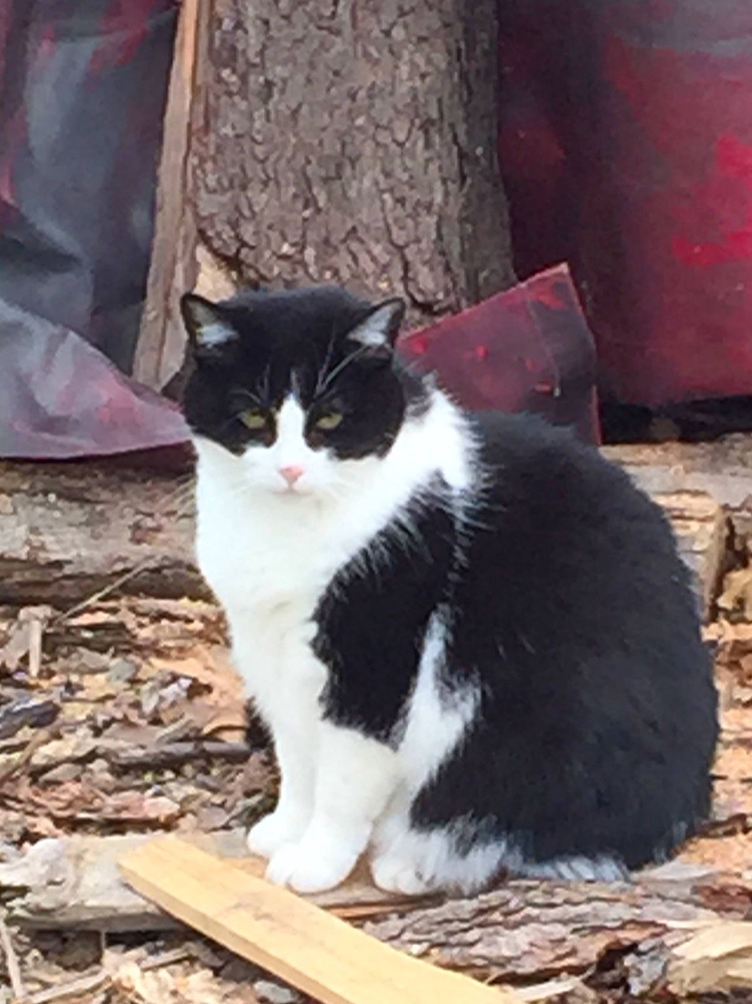 Abby joined the competition — help win amazing prizes! american_wirehair, carnivore, cat, domestic_short_haired_cat, european_shorthair, felidae, polydactyl_cat, small_to_medium_sized_cats, tail, whiskers