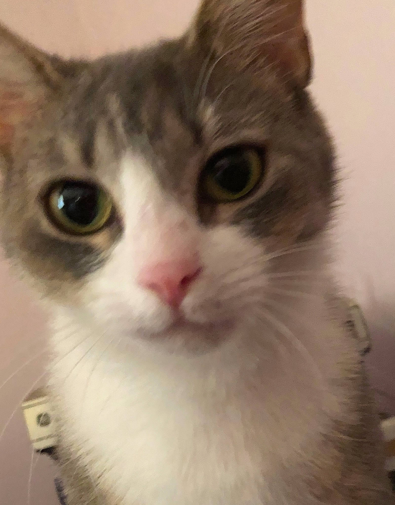 Bristol is registered to the contest to win money with this photo: aegean_cat, american_curl, american_wirehair, asian, british_semi_longhair, carnivore, cat, domestic_long_haired_cat, domestic_short_haired_cat, european_shorthair, eye, felidae, kitten, mammal, munchkin, nose, small_to_medium_sized_cats, snout, vertebrate, whiskers