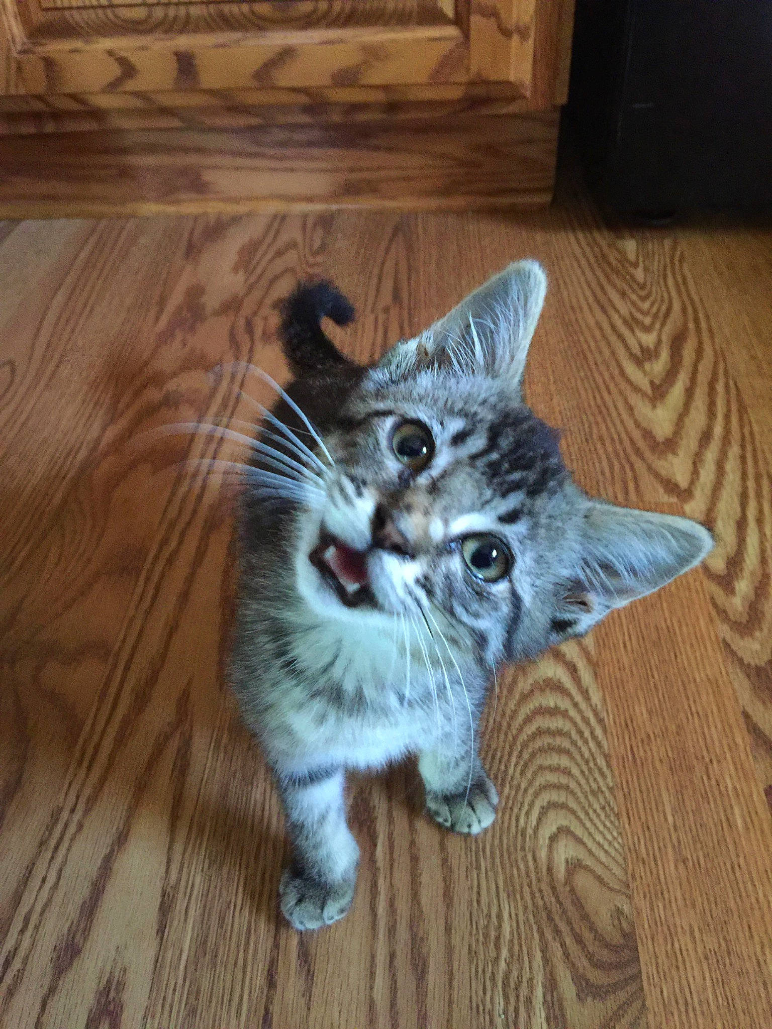 Leo is registered to the contest to win money with this photo: american_bobtail, american_curl, american_shorthair, asian, carnivore, cat, domestic_short_haired_cat, dragon_li, european_shorthair, facial_expression, felidae, floor, flooring, kitten, mammal, pixie_bob, polydactyl_cat, small_to_medium_sized_cats, tabby_cat, whiskers