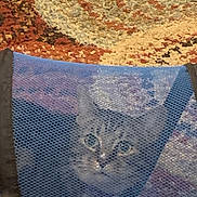Miley is registered to the contest to win money with this photo: cat, mesh, container, carpet, pattern, curious, face, pet, animal, indoor, feline, wide_eyes, netting, texture, close_up, colorful, background, resting, looking, cute