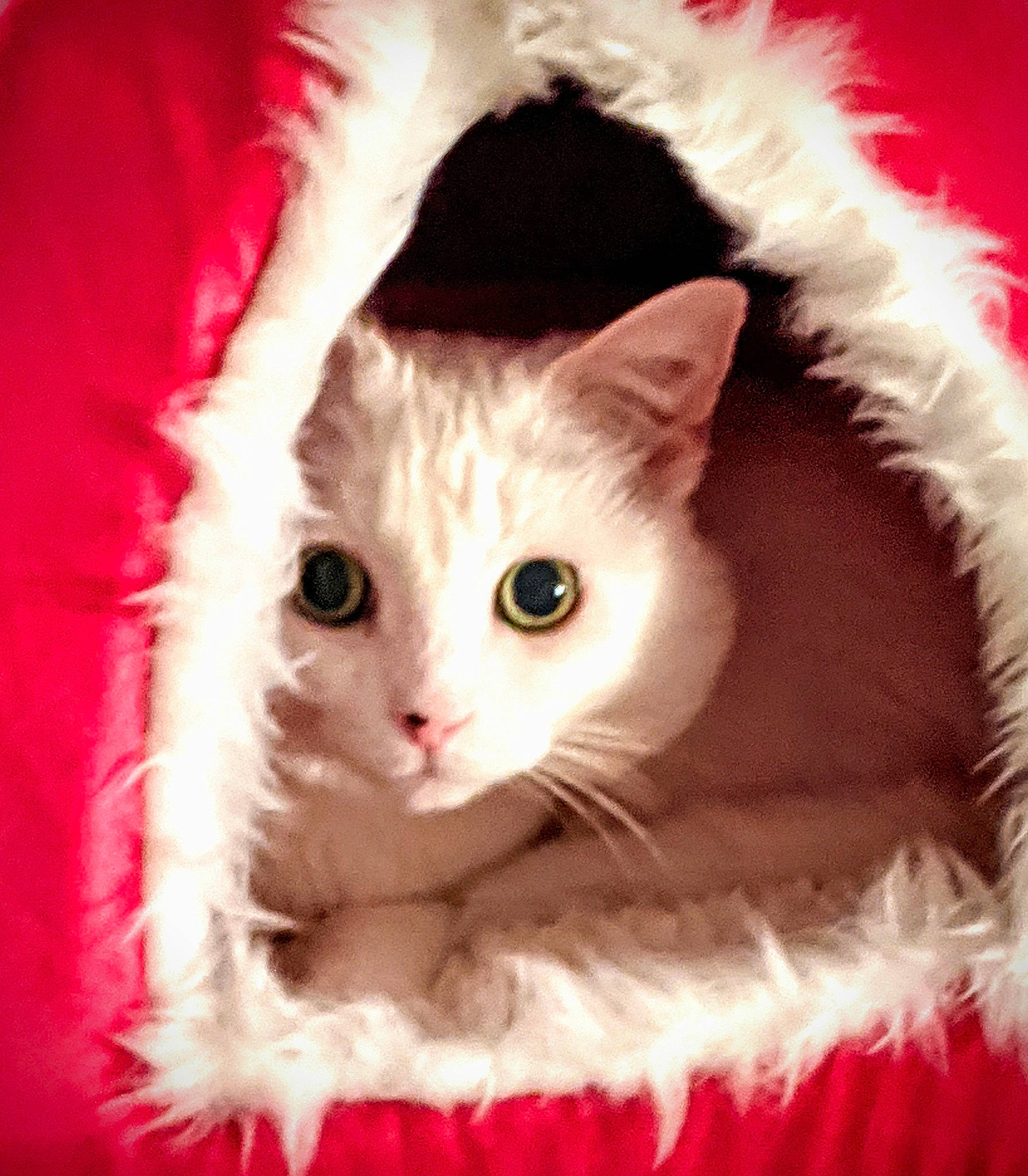 Calli joined the competition — help win amazing prizes! asian, carnivore, cat, felidae, fur, kitten, mammal, norwegian_forest_cat, ragdoll, small_to_medium_sized_cats, turkish_angora, whiskers