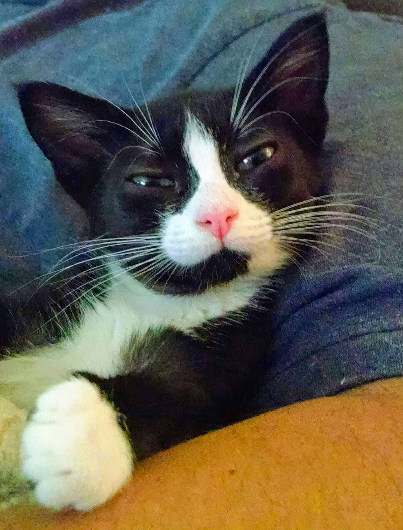 Willow joined the competition — help win amazing prizes! carnivore, cat, domestic_short_haired_cat, felidae, kitten, mammal, polydactyl_cat, small_to_medium_sized_cats, snout, whiskers