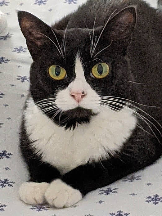 Willow joined the competition — help win amazing prizes! carnivore, cat, comfort, domestic_short_haired_cat, eye, felidae, fur, hair, head, monochrome_photography, packaging_and_labeling, paw, sitting, small_to_medium_sized_cats, snout, tableware, tail, terrestrial_animal, whiskers, window