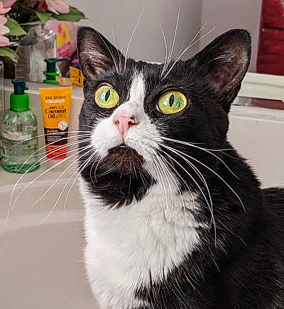 Willow joined the competition — help win amazing prizes! bottle, carnivore, cat, collar, domestic_short_haired_cat, drinking_water, felidae, fur, plastic_bottle, small_to_medium_sized_cats, snout, terrestrial_animal, water_bottle, whiskers, window