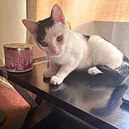 Spot joined the competition — help win amazing prizes! cat, kitten, black_and_white, table, indoor, curtain, candle, decor, pet, animal, fur, whiskers, curious, reflection, soft_light, cozy, household, feline, young, resting