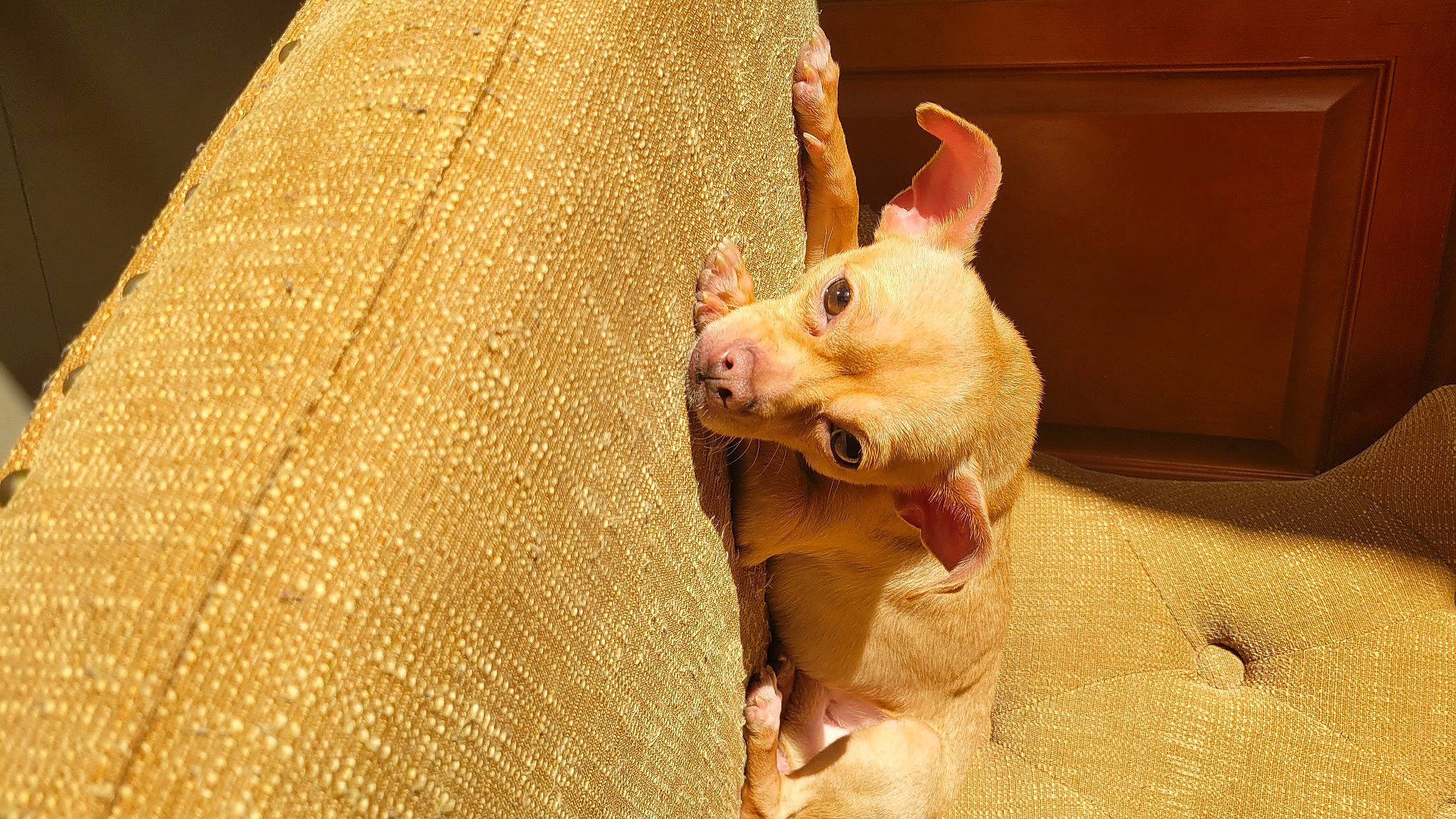 Guero is registered to the contest to win money with this photo: canidae, carnivore, companion_dog, dog, dog_breed, donskoy, ear, fawn, felidae, fur, paw, small_terrier, snout, sphynx, suidae, tail, terrestrial_animal, toy_dog, whiskers, wood