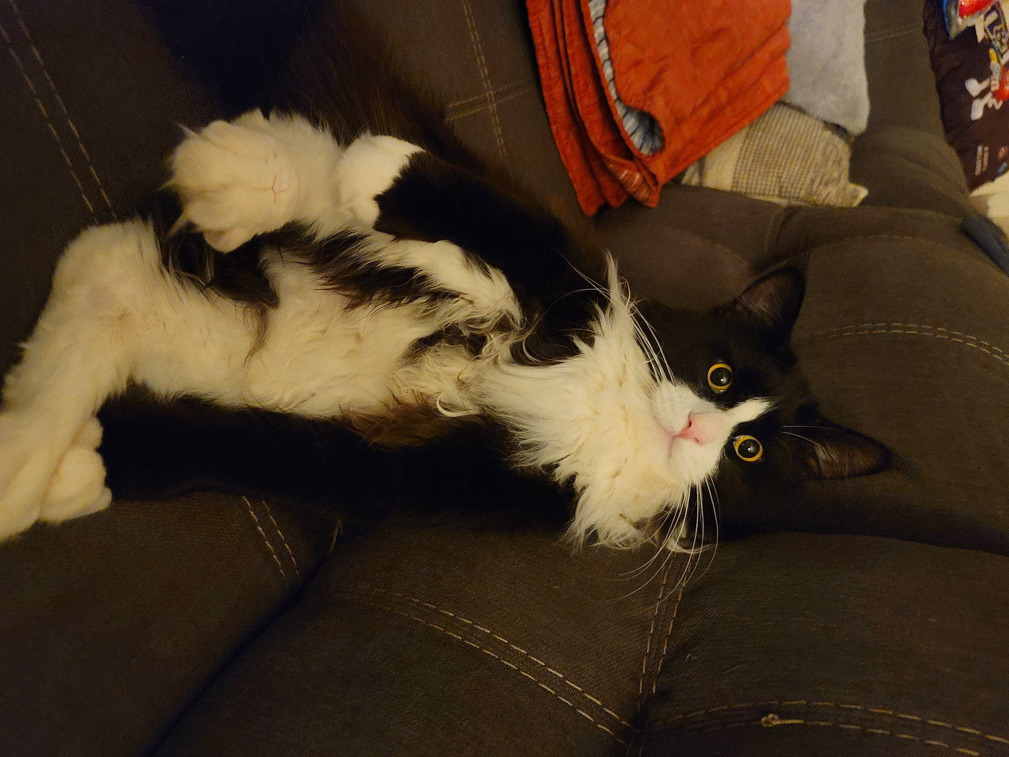 Boots is registered to the contest to win money with this photo: carnivore, cat, claw, comfort, domestic_short_haired_cat, felidae, foot, fur, lap, paw, small_to_medium_sized_cats, snout, tail, whiskers