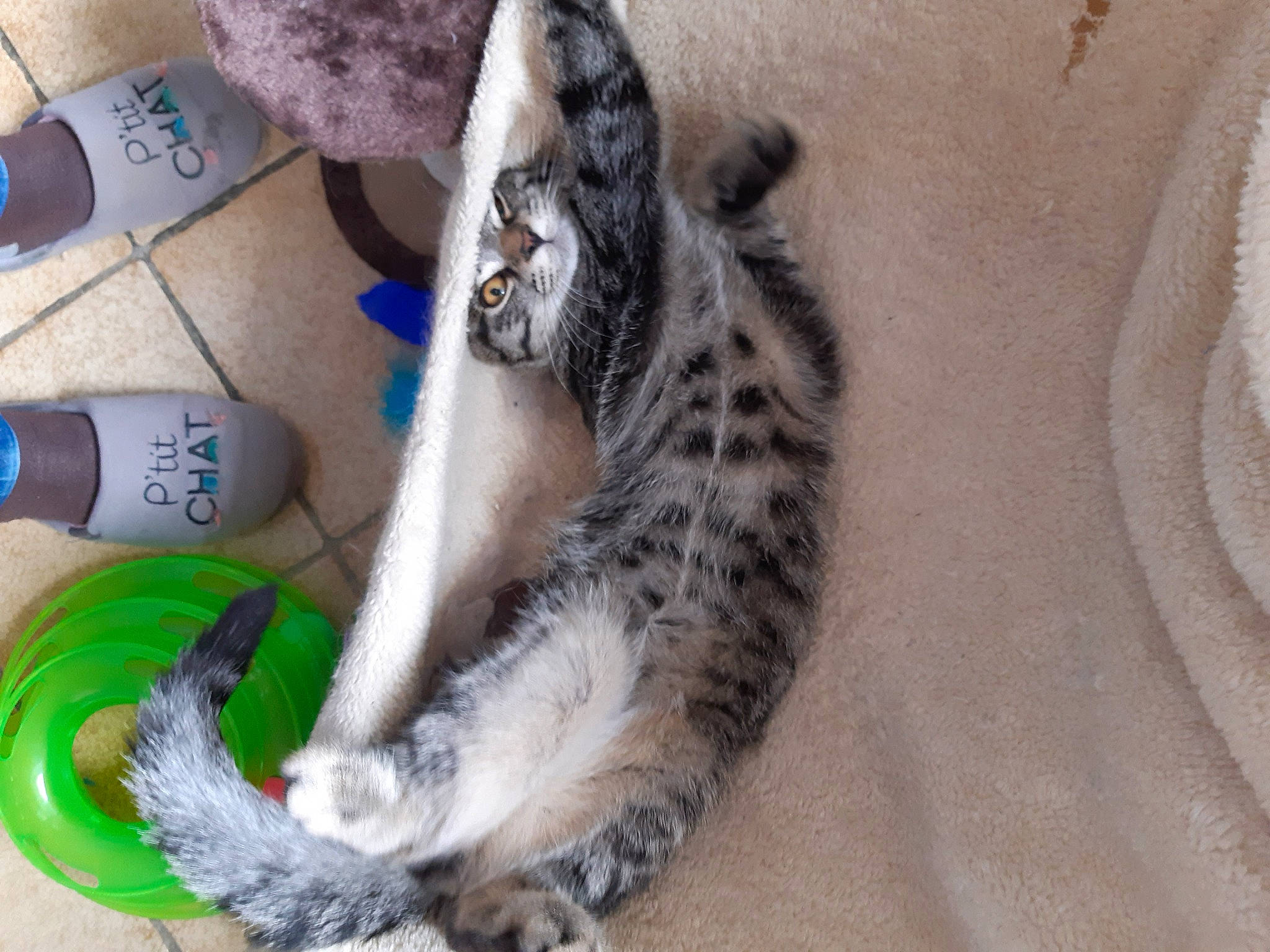 Philou participe au concours pour gagner de l'argent avec cette photo : carnivore, cat, claw, comfort, domestic_short_haired_cat, felidae, foot, fur, grey, human_leg, nail, paw, remote_control, small_to_medium_sized_cats, snout, tail, terrestrial_animal, whiskers