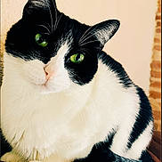 Luna a rejoint le concours — aidez-le/la à gagner de superbes lots ! animal, background, black_and_white, cat, close_up, curious, cute, domestic_animal, ears, face, feline, fur, green_eyes, indoor, looking, mammal, pet, portrait, sitting, whiskers