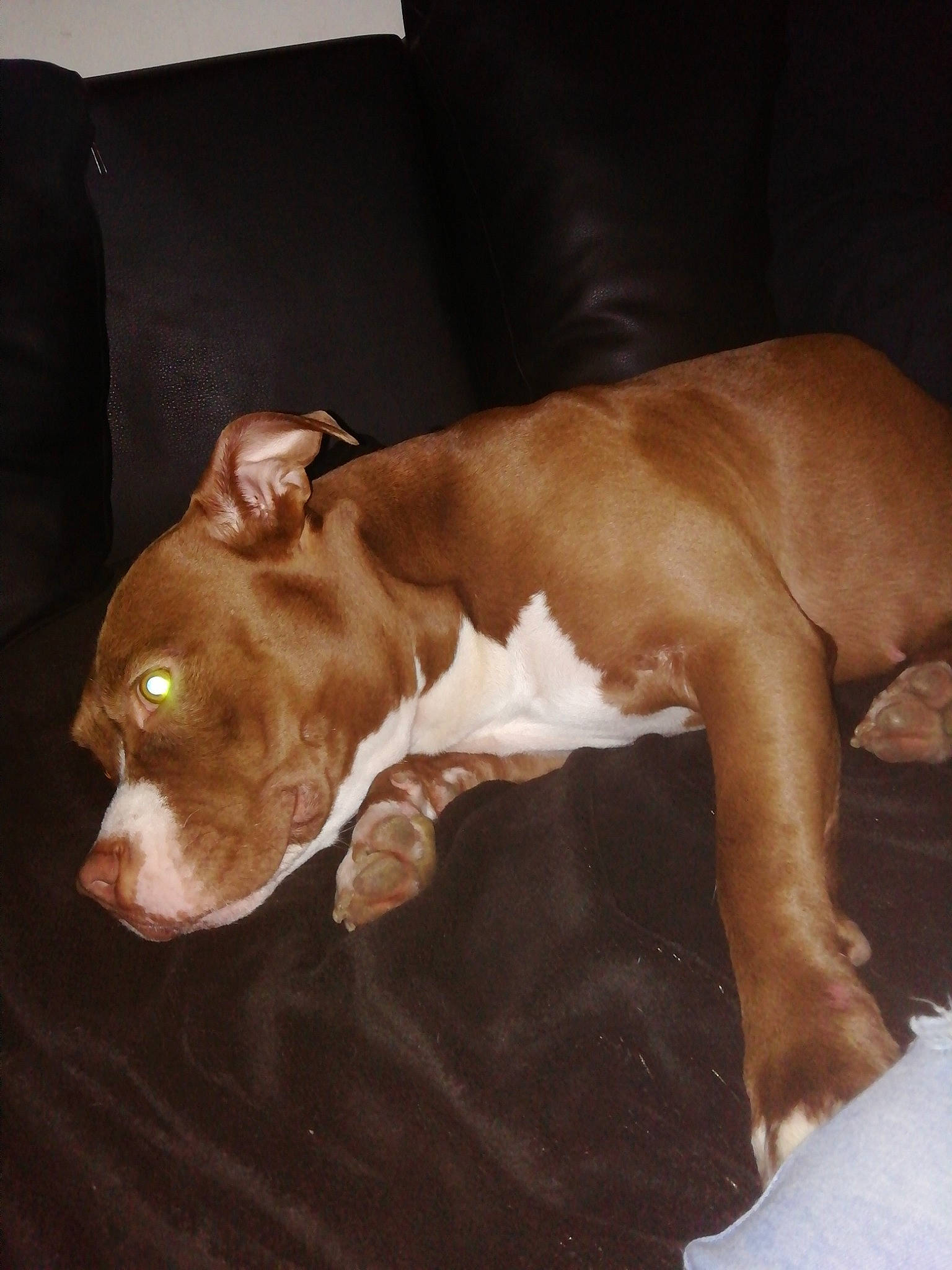 Phara participe au concours pour gagner de l'argent avec cette photo : american_pit_bull_terrier, american_staffordshire_terrier, brown, canidae, carnivore, companion_dog, dog, dog_breed, ear, fawn, mammal, non_sporting_group, nose, pit_bull, puppy, snout