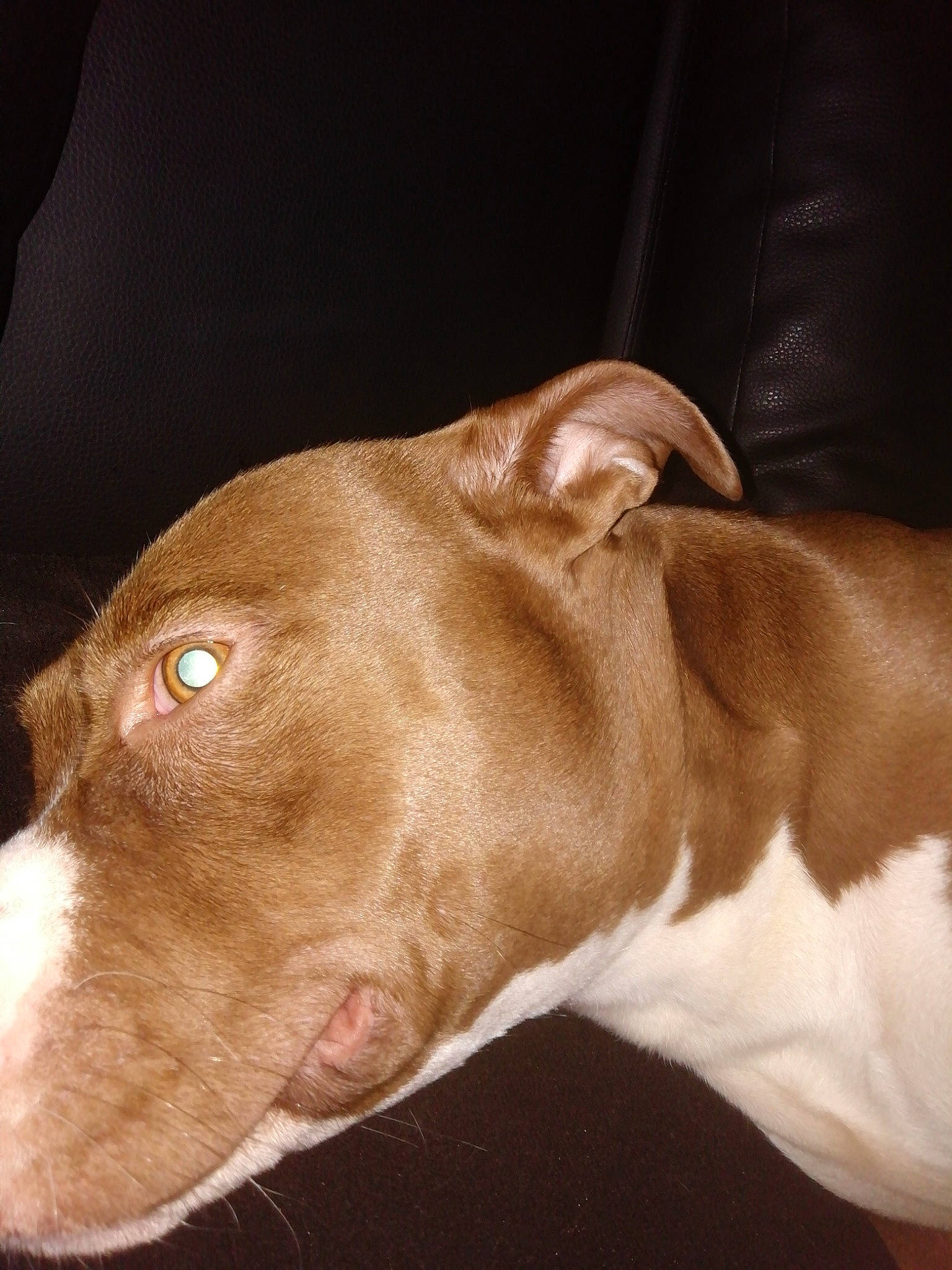 Phara participe au concours pour gagner de l'argent avec cette photo : american_pit_bull_terrier, canidae, carnivore, dog, dog_breed, ear, fawn, jaw, liver, mammal, non_sporting_group, nose, pit_bull, snout, sporting_group, vertebrate, whiskers