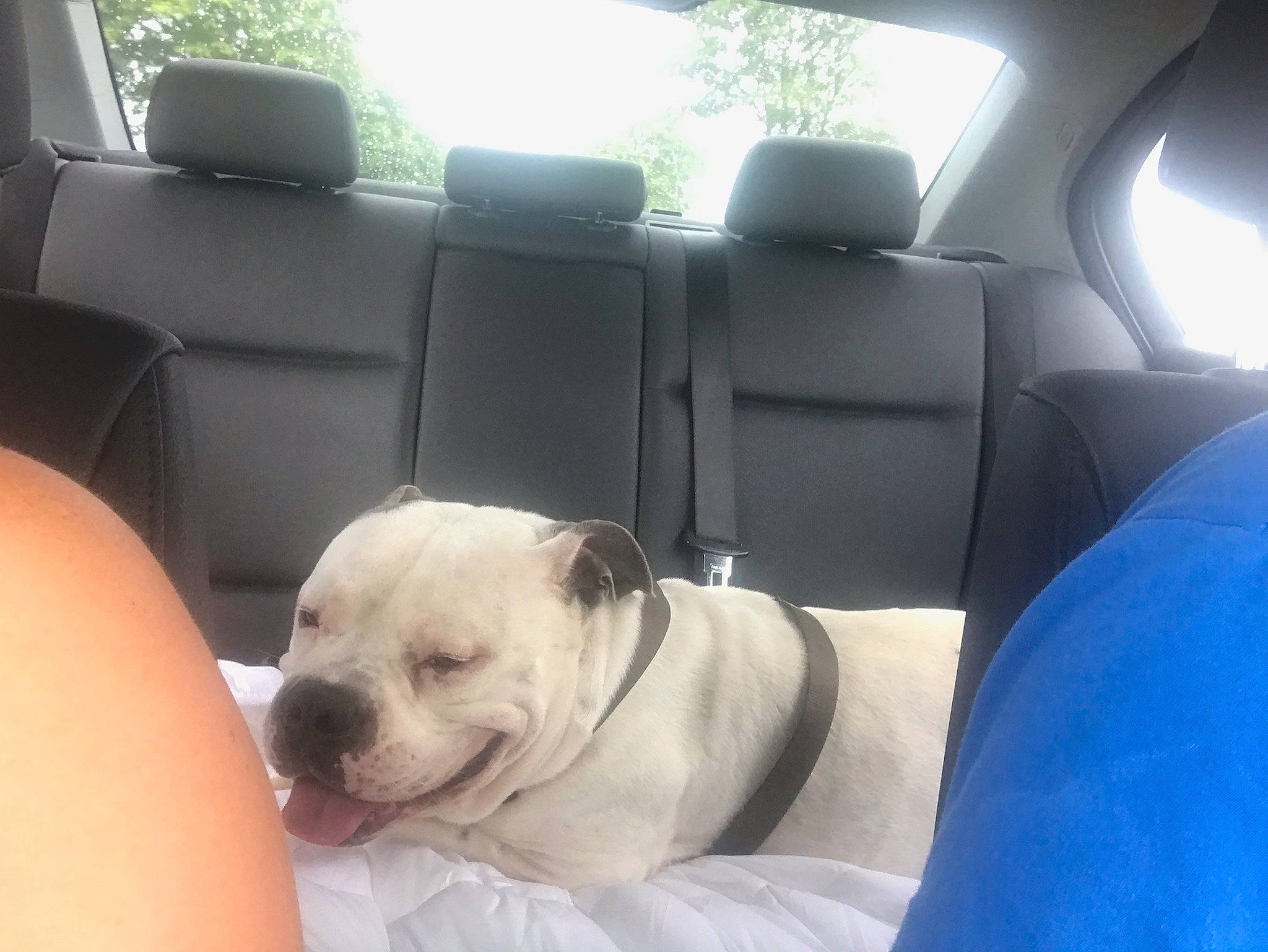 Phoénix a rejoint le concours — aidez-le/la à gagner de superbes lots ! auto_part, automotive_design, car, car_seat, car_seat_cover, carnivore, collar, comfort, companion_dog, dog, dog_breed, fawn, head_restraint, motor_vehicle, pet_supply, snout, vehicle, white, window, working_animal