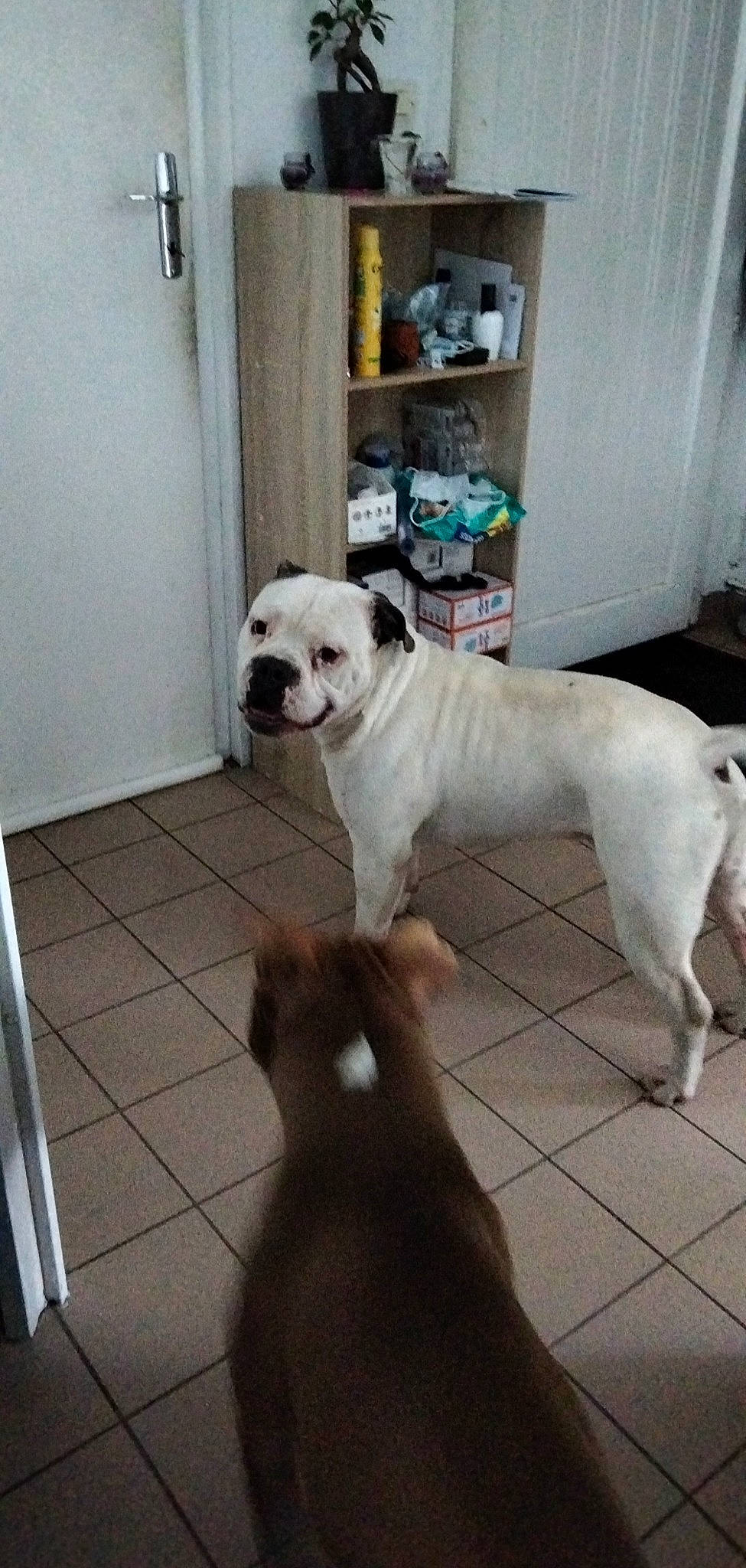 Phoénix a rejoint le concours — aidez-le/la à gagner de superbes lots ! bulldog, canidae, carnivore, collar, companion_dog, dog, dog_breed, dog_collar, door, fawn, flooring, leash, mammal, pet_supply, shelf, snout, tail, white, wood, working_animal