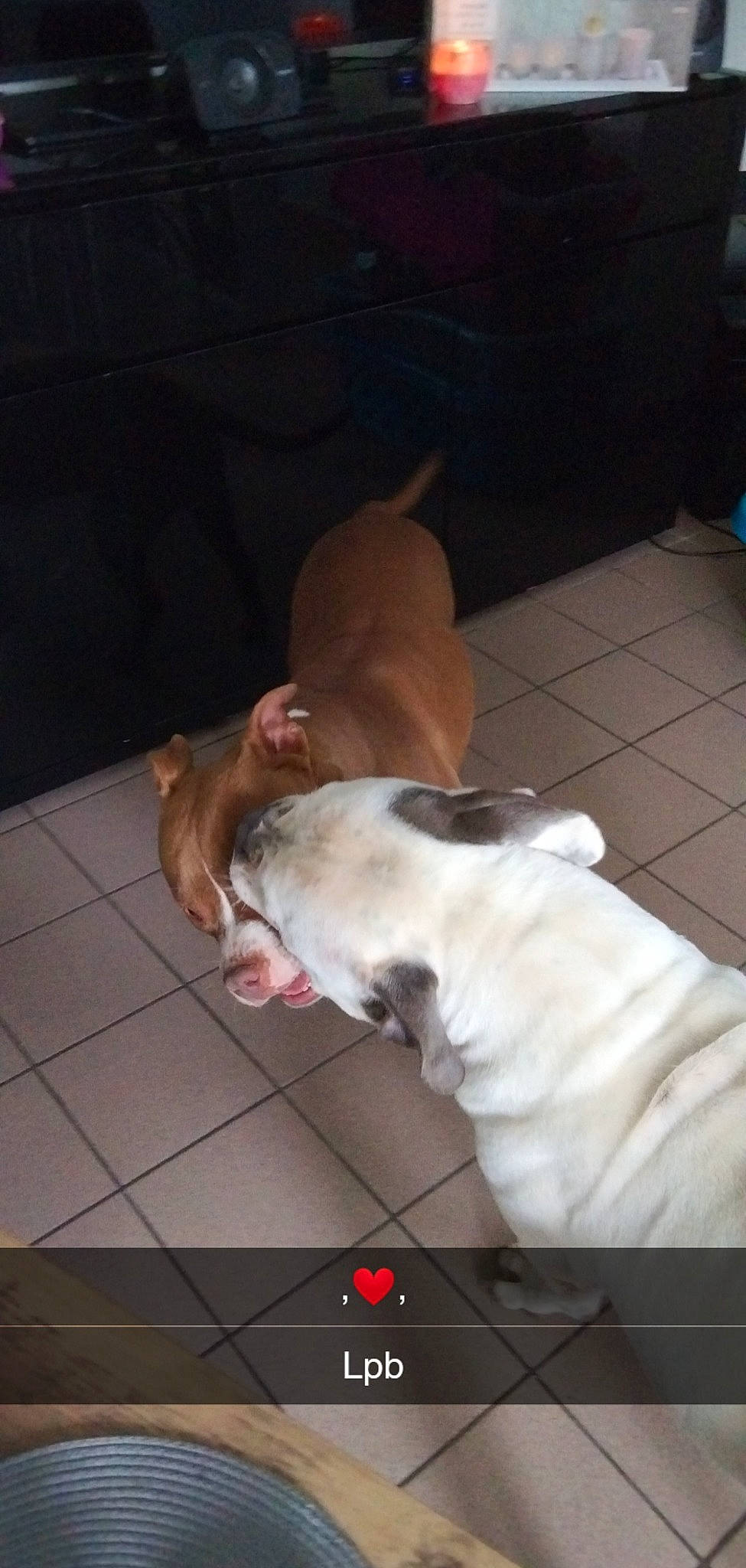 Phoénix a rejoint le concours — aidez-le/la à gagner de superbes lots ! canidae, carnivore, comfort, companion_dog, dog, dog_breed, fawn, flooring, fur, hardwood, nap, non_sporting_group, paw, snout, sporting_group, tail, whiskers, wood, working_animal