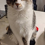 Bb joined the competition — help win amazing prizes! animal, cat, companionship, countertop, curious, cute, domestic_cat, feline, fur, household, indoor, kitchen, looking, paws, pet, portrait, sitting, tabby_cat, whiskers, white_fur