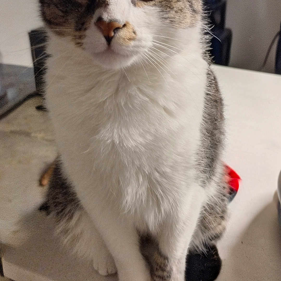 Bb