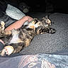 Mimzy joined the competition — help win amazing prizes! arm, blanket, cat, claw, comfort, cozy, cute, fur, indoor, lap, night, paw, person, pet, relaxed, resting, sleeping, soft, tattoo, tortoiseshell_cat