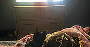 Mimzy joined the competition — help win amazing prizes! animal, bedroom, blanket, cat, companion, cozy, dim_light, dog, domestic_animal, friendship, furniture, indoor, pet, pink, relaxation, resting, snuggle, television, watching_tv, wooden_drawer