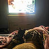 animal, bedroom, blanket, cat, companion, cozy, dim_light, dog, domestic_animal, friendship, furniture, indoor, pet, pink, relaxation, resting, snuggle, television, watching_tv, wooden_drawer