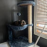 Mimzy is registered to the contest to win money with this photo: animal, cat, cat_hammock, cat_tree, cozy, curious, feline, fur, home, indoor, natural_light, pet, quiet, resting, scratching_post, shadow, table, tortoiseshell_cat, vertical_post, window_blinds