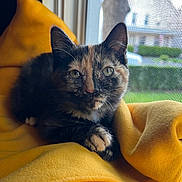 Mimzy is registered to the contest to win money with this photo: animal, cat, closeup, cozy, curious, domestic_animal, fur, household, indoor, kitten, natural_light, paws, pet, resting, screen, soft_texture, tortoiseshell, whiskers, window, yellow_blanket