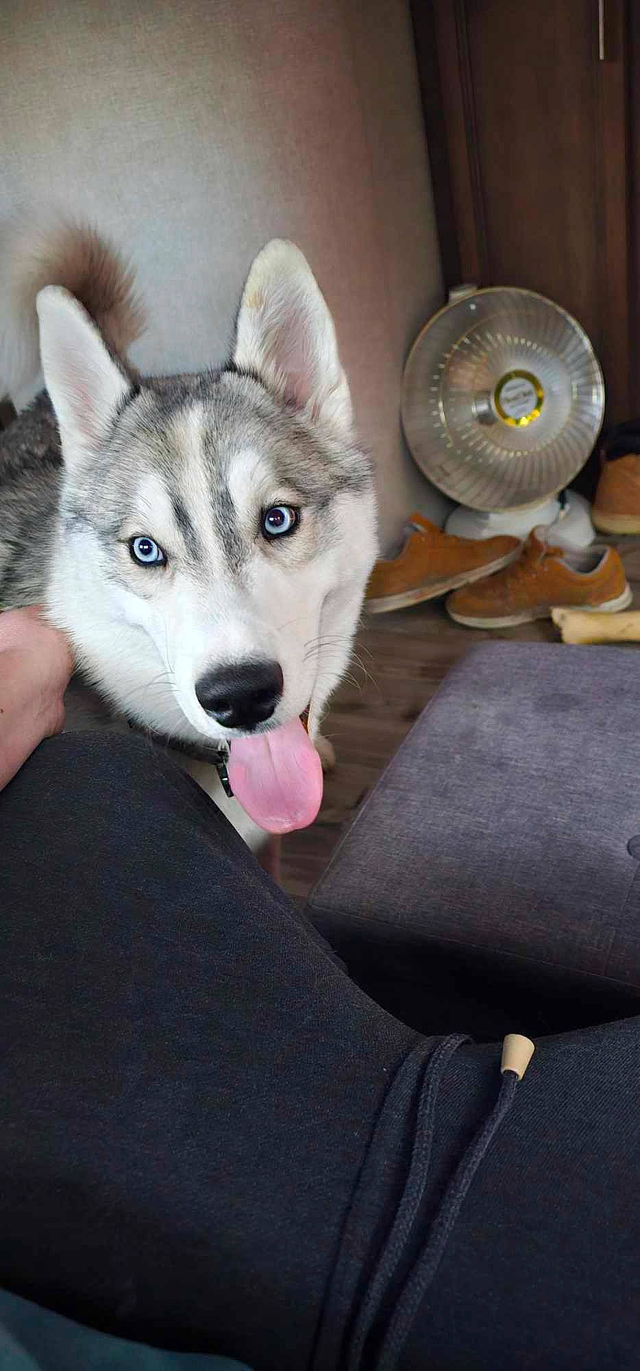 Glacier joined the competition — help win amazing prizes! ancient_dog_breeds, canidae, canis, carnivore, dog, dog_breed, fur, mechanical_fan, sitting, sled_dog, snout, wolf, working_dog