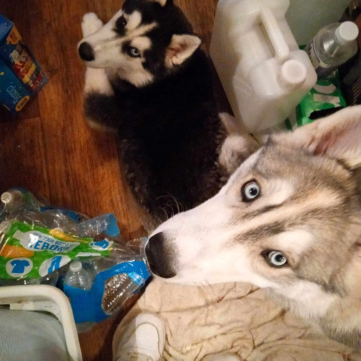 Glacier is registered to the contest to win money with this photo: canidae, canis, carnivore, comfort, companion_dog, dog, dog_breed, fur, non_sporting_group, paw, siberian_husky, sitting, sled_dog, small_to_medium_sized_cats, sporting_group, square, tail, whiskers, wolf, working_animal