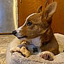 Watson joined the competition — help win amazing prizes! dog, pet, corgi, dog_bed, bone, indoor, floor, wooden_cabinet, brown_fur, white_markings, paw, collar, dog_tag, side_view, cute, animal, resting, domestic, close_up, canine