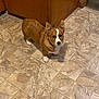 Watson is registered to the contest to win money with this photo: dog, corgi, pet, floor, tile_floor, brown_dog, white_markings, ears, looking_up, indoors, kitchen, cabinet, curious, animal, companion, standing, fur, canine, domestic, cute